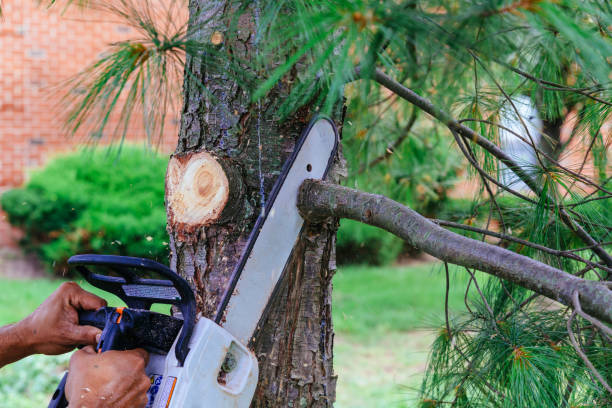 Best Tree Cutting Near Me  in Jarrell, TX